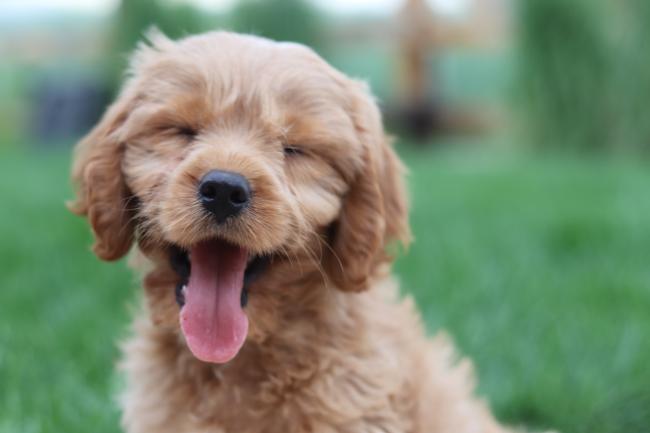 Tan Cavoodle yawning