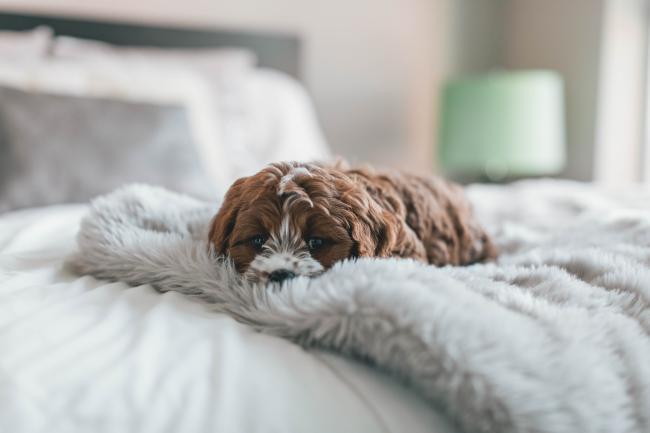 Tan and white Cavoodle dog on bed
