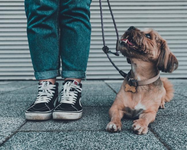 Dog looking up at owner